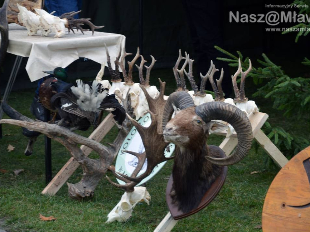 Hubertus w Mławie wzbudził zainteresowanie. Fotorelacja