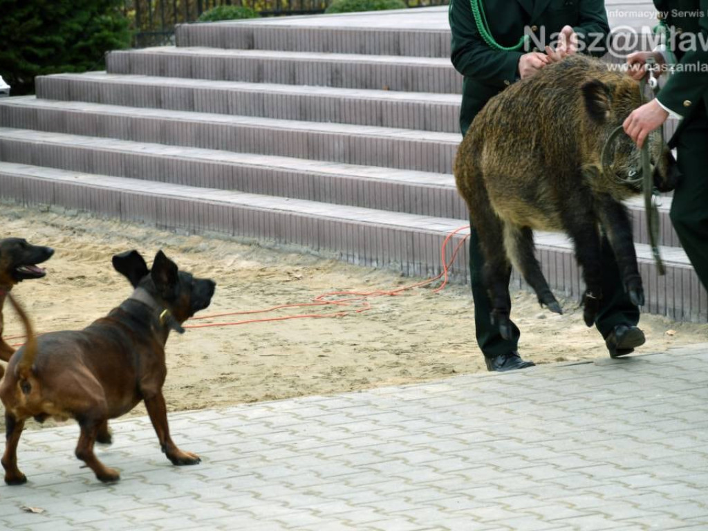 Hubertus w Mławie wzbudził zainteresowanie. Fotorelacja