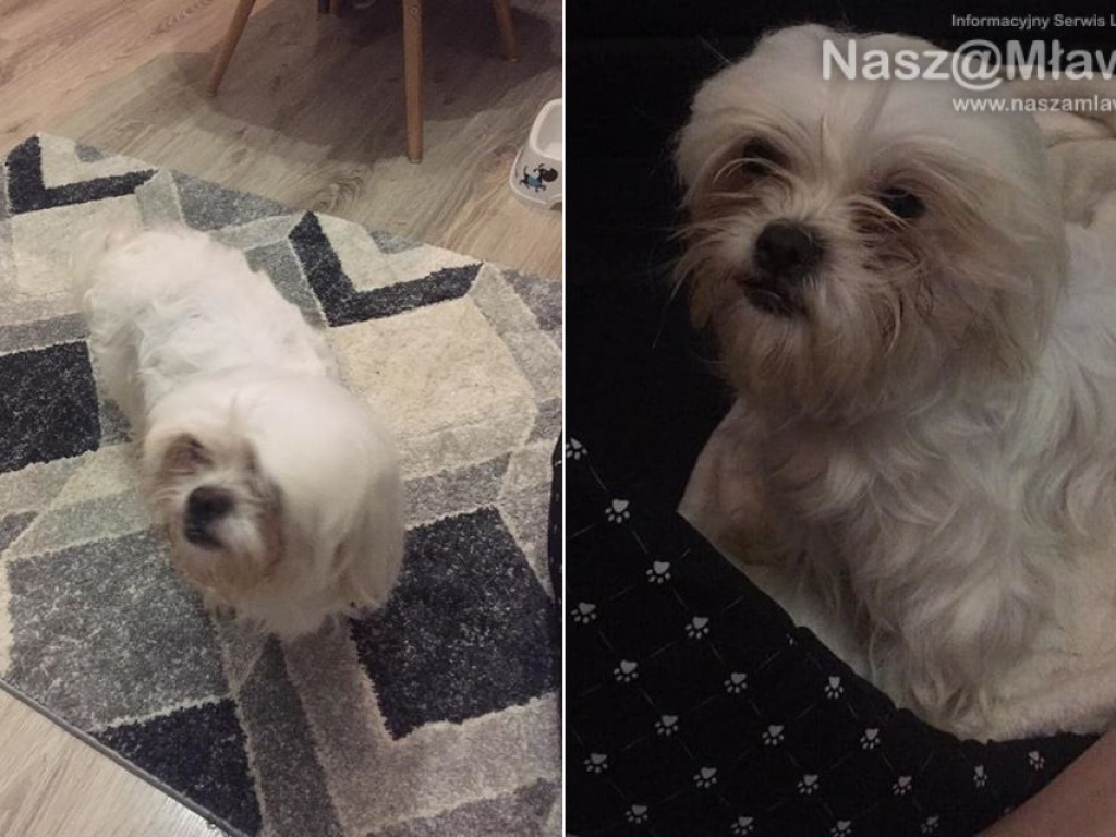 ZAGINĘŁY. Pomóż odnaleźć