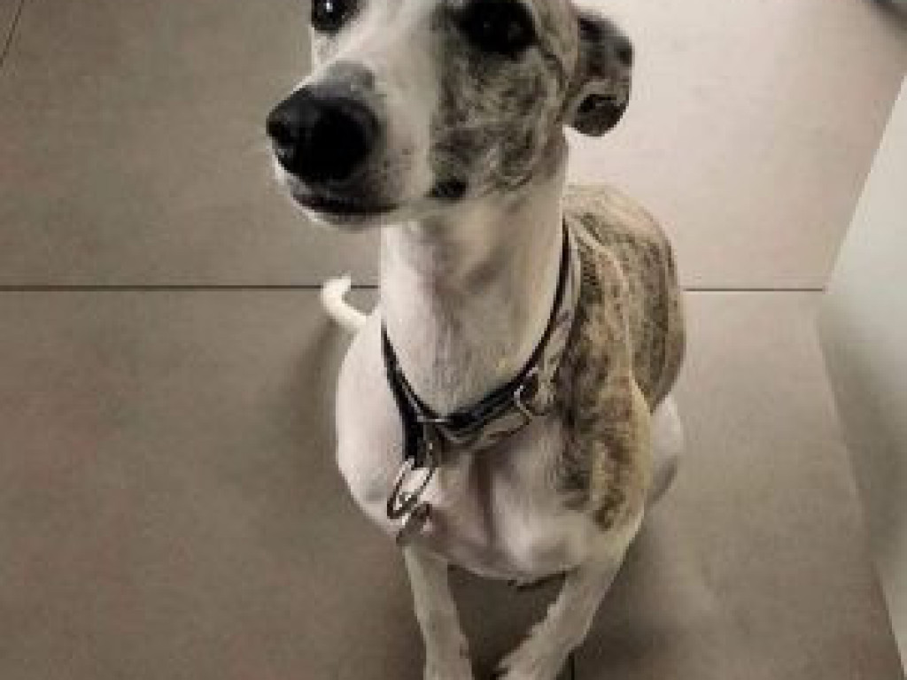 ZAGINĘŁY. Pomóż odnaleźć