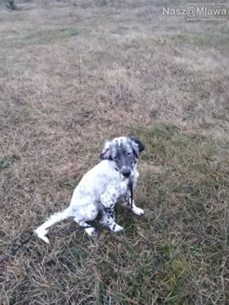 ZAGINĘŁY. Pomóż odnaleźć