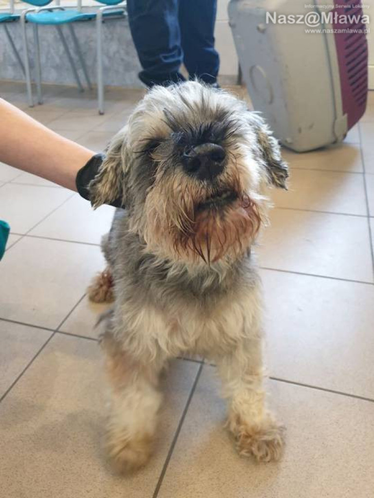 ZAGINĘŁY. Pomóż odnaleźć