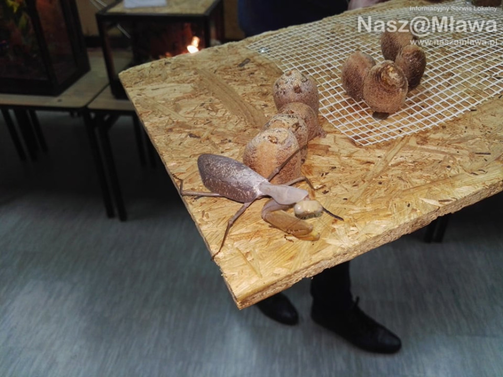 Wystawa zwierząt egzotycznych. Dzieci były odważne