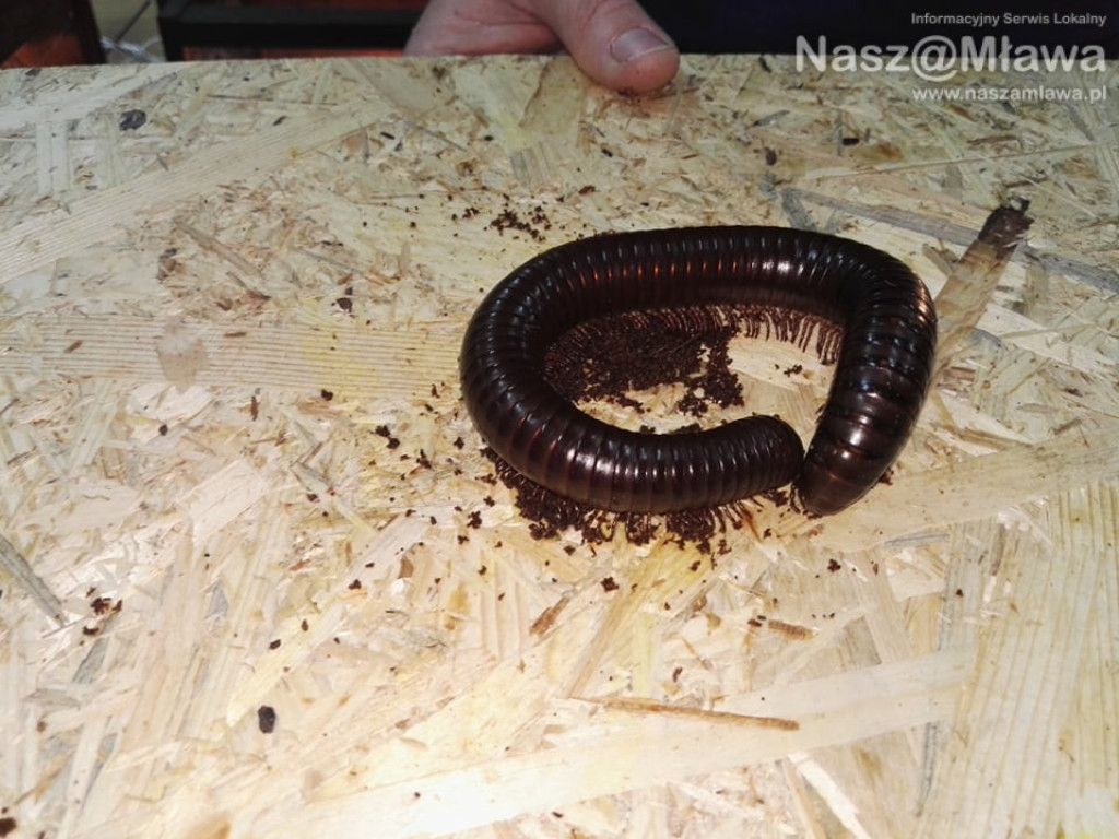 Wystawa zwierząt egzotycznych. Dzieci były odważne