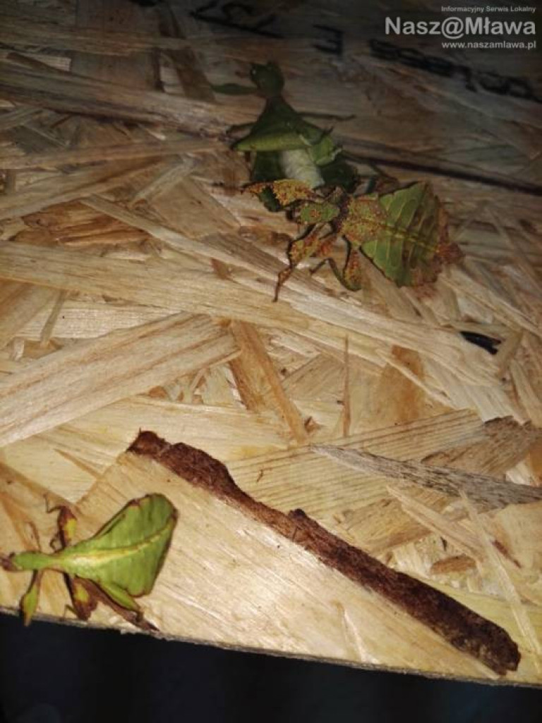 Wystawa zwierząt egzotycznych. Dzieci były odważne