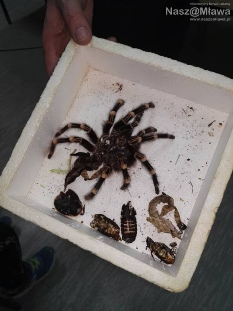 Wystawa zwierząt egzotycznych. Dzieci były odważne