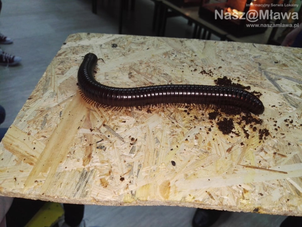 Wystawa zwierząt egzotycznych. Dzieci były odważne