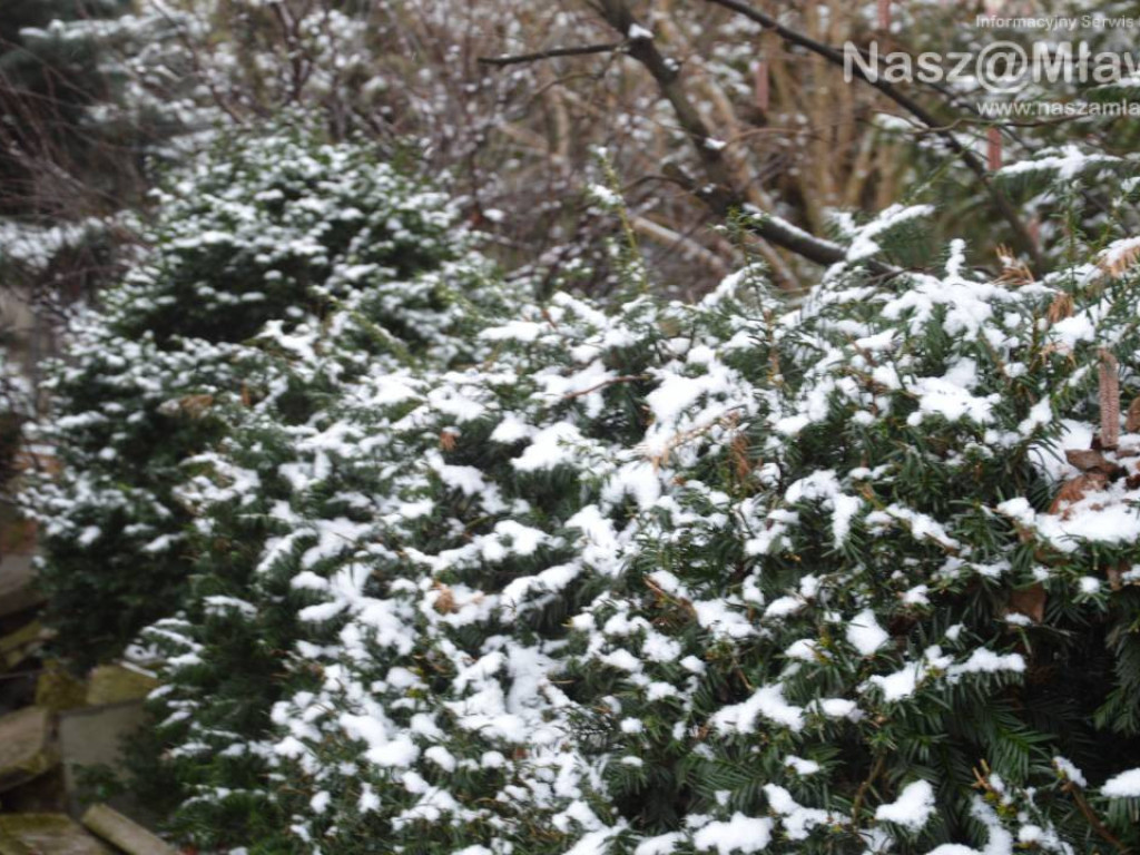 Zobacz Mławę w zimowej odsłonie [ZDJĘCIA]