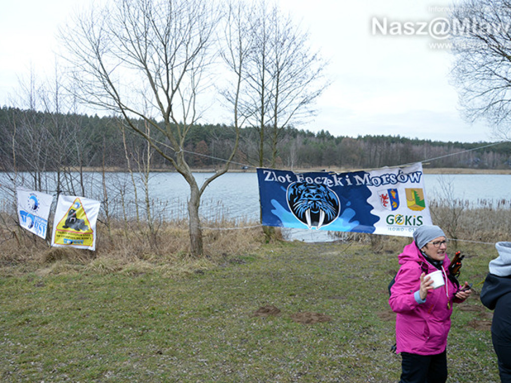 Zalew pełen foczek i morsów. Fotorelacja
