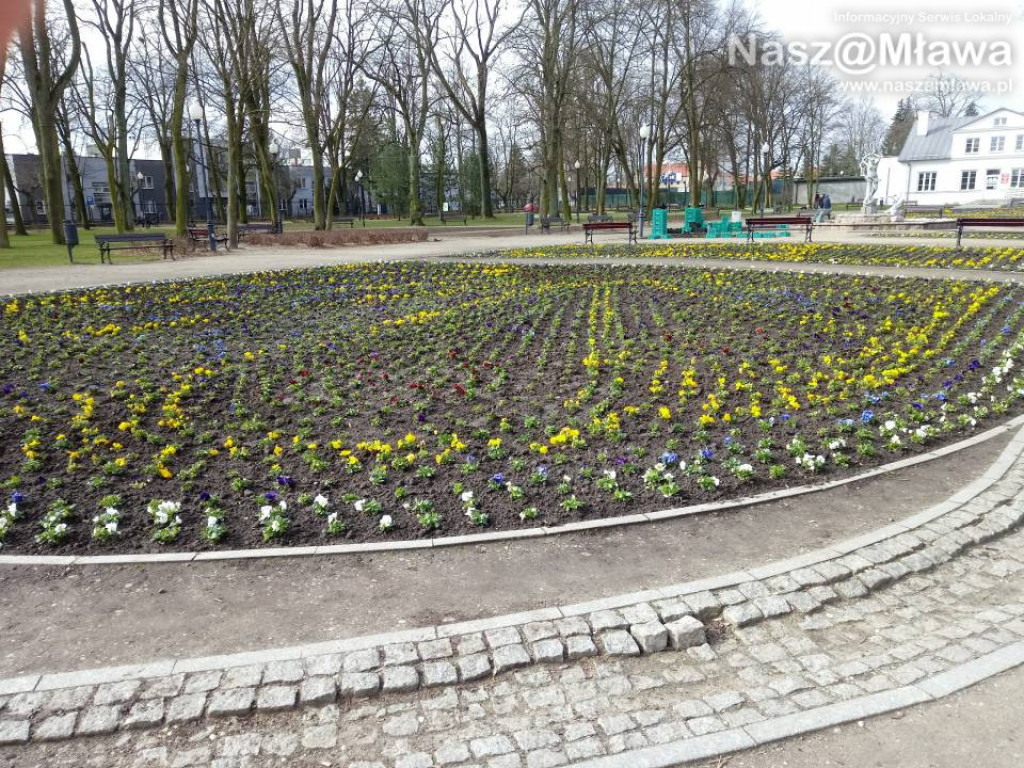 Ukwiecone miejskie rabatki. Ponad 37 tys. roślin