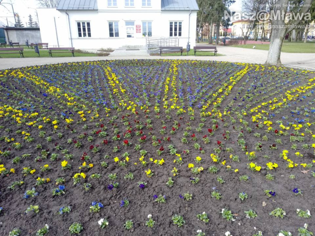 Ukwiecone miejskie rabatki. Ponad 37 tys. roślin