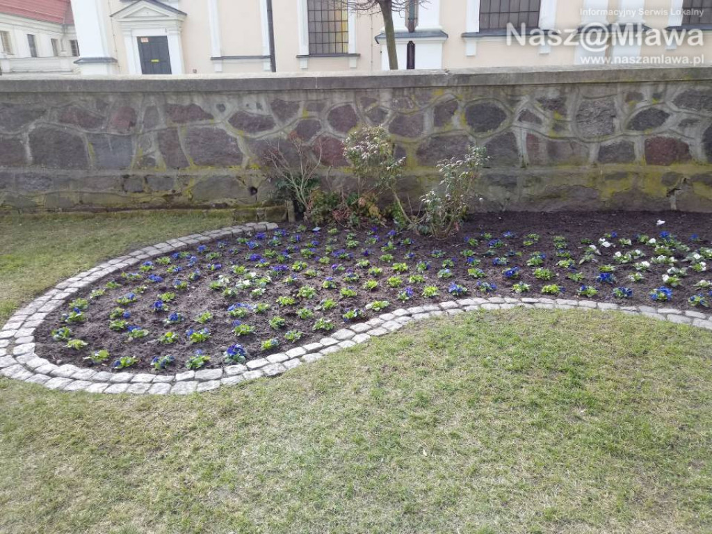 Ukwiecone miejskie rabatki. Ponad 37 tys. roślin