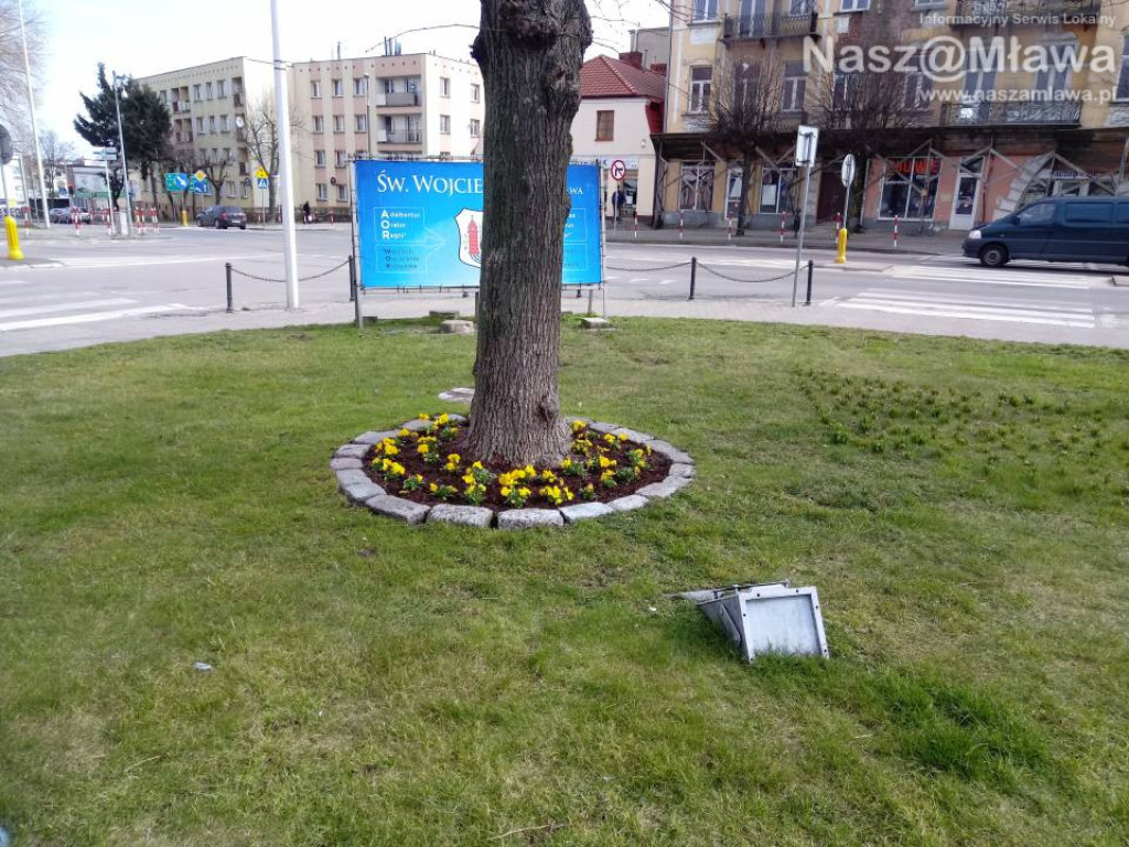 Ukwiecone miejskie rabatki. Ponad 37 tys. roślin