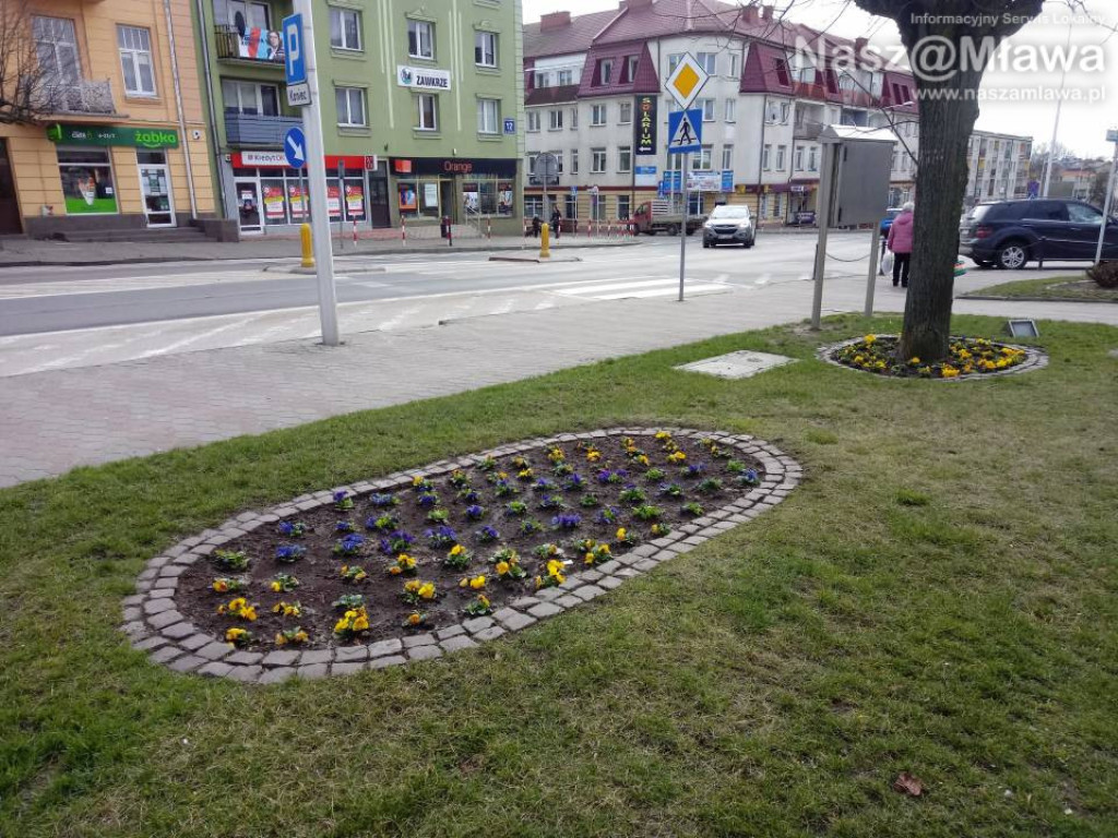Ukwiecone miejskie rabatki. Ponad 37 tys. roślin