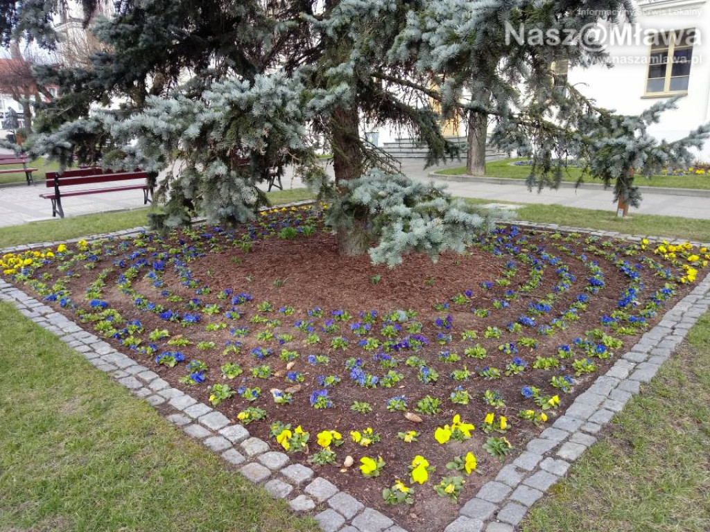 Ukwiecone miejskie rabatki. Ponad 37 tys. roślin