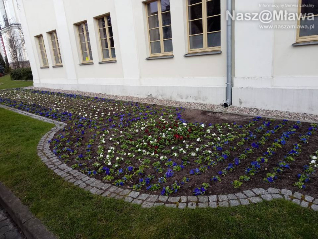 Ukwiecone miejskie rabatki. Ponad 37 tys. roślin