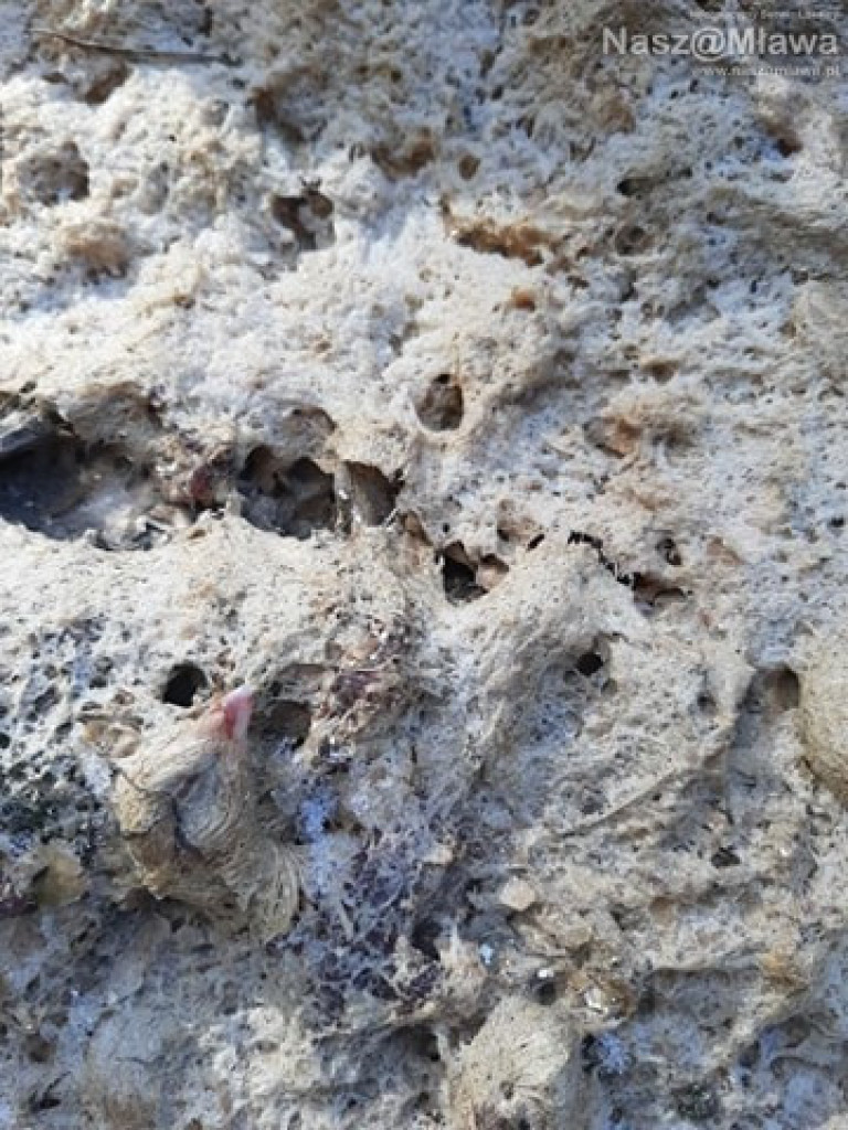 Człowiek idzie do lasu, a tu takie rzeczy...