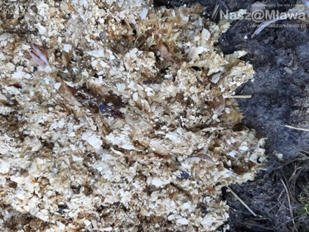 Człowiek idzie do lasu, a tu takie rzeczy...