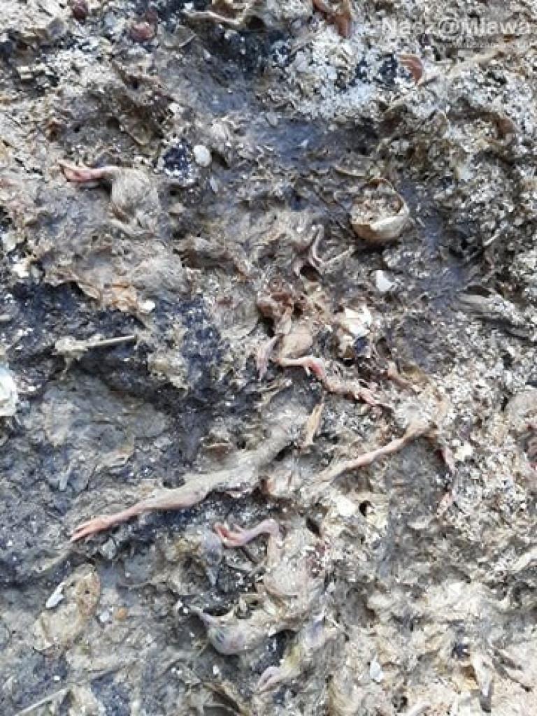 Człowiek idzie do lasu, a tu takie rzeczy...