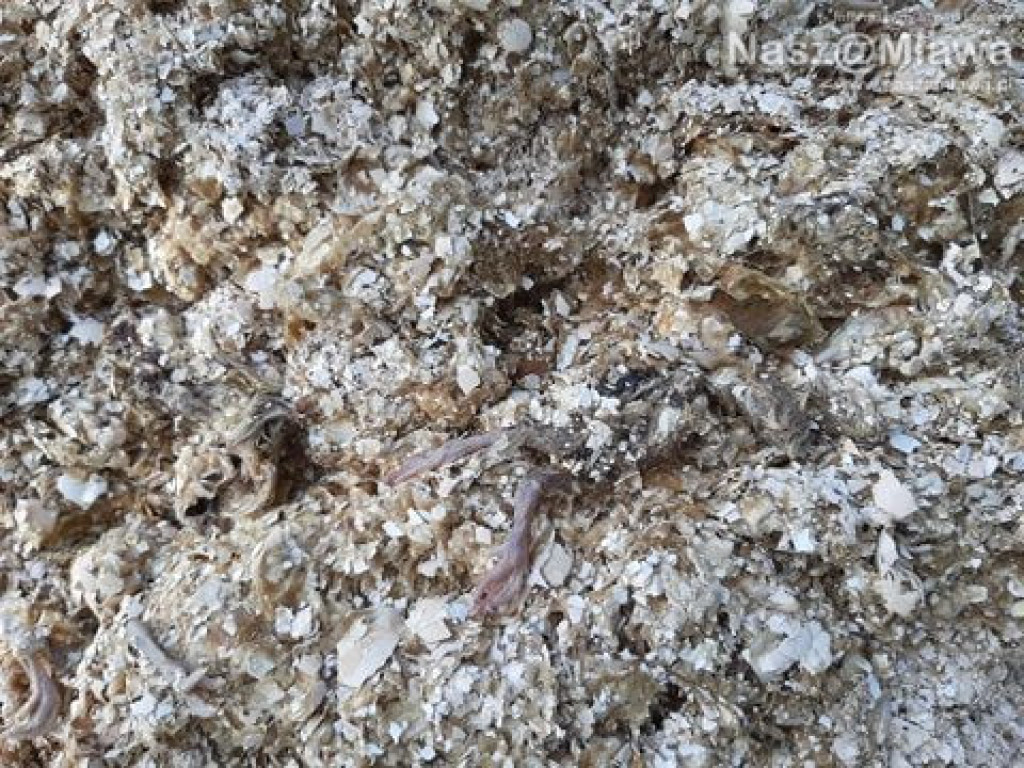 Człowiek idzie do lasu, a tu takie rzeczy...