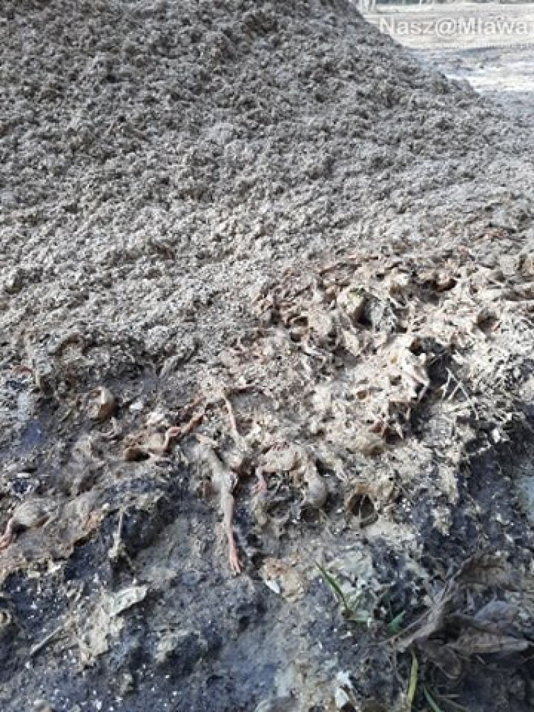 Człowiek idzie do lasu, a tu takie rzeczy...