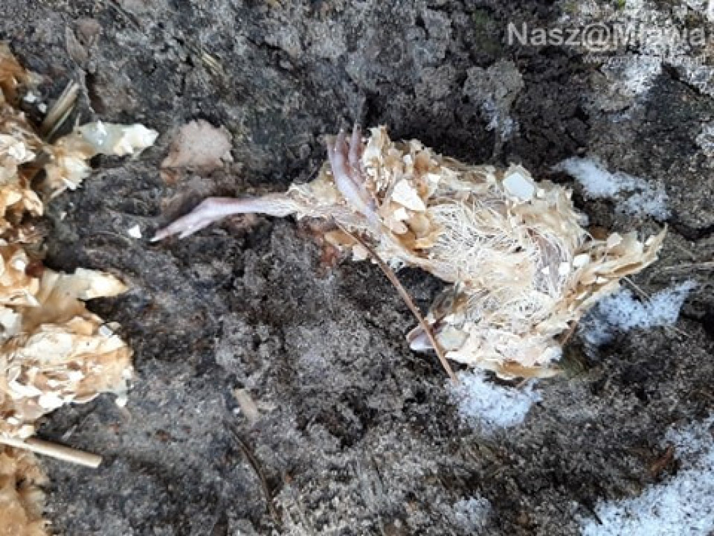 Człowiek idzie do lasu, a tu takie rzeczy...