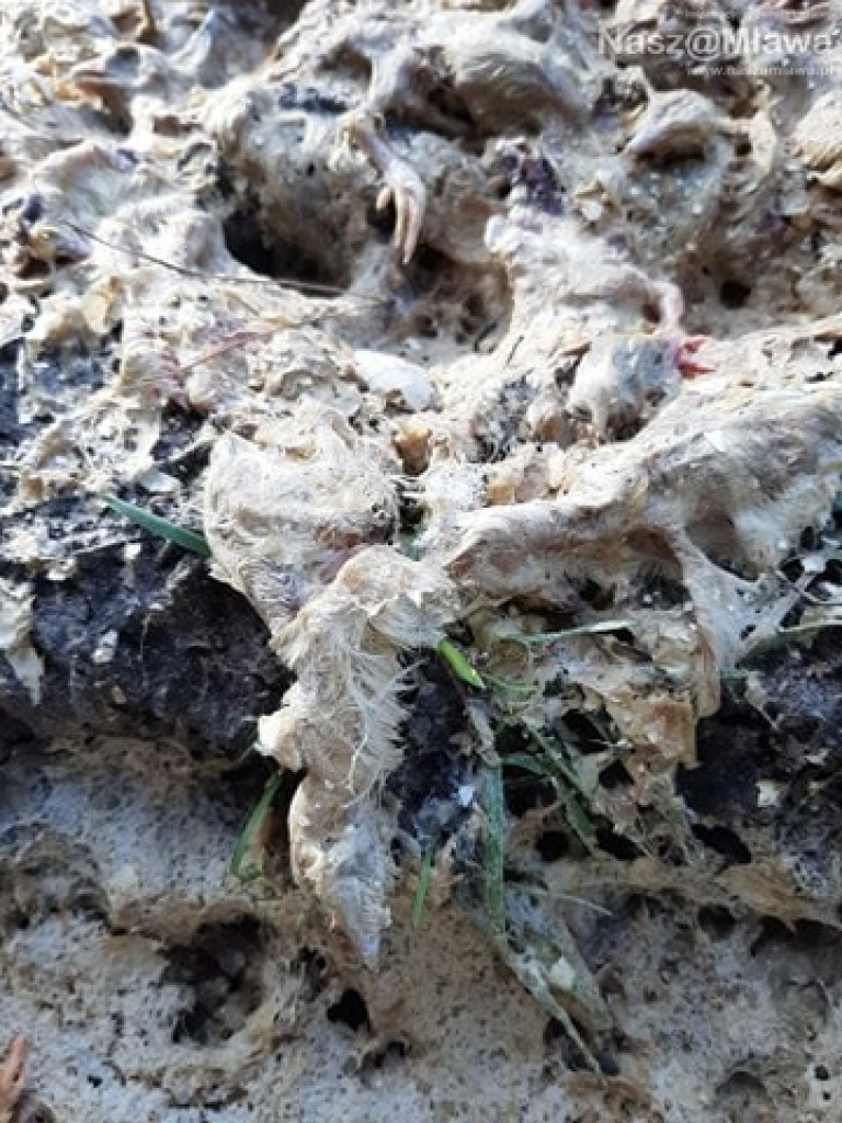 Człowiek idzie do lasu, a tu takie rzeczy...