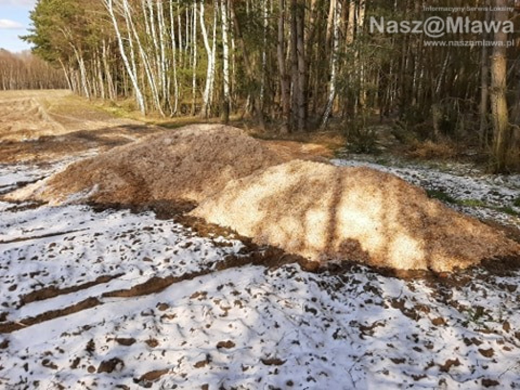 Człowiek idzie do lasu, a tu takie rzeczy...