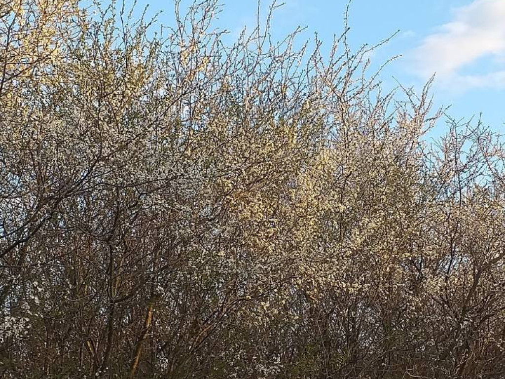 Dzień Ziemi 2020. Przyroda budzi się do życia [FILM]