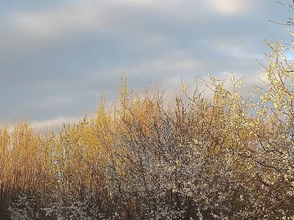 Dzień Ziemi 2020. Przyroda budzi się do życia [FILM]