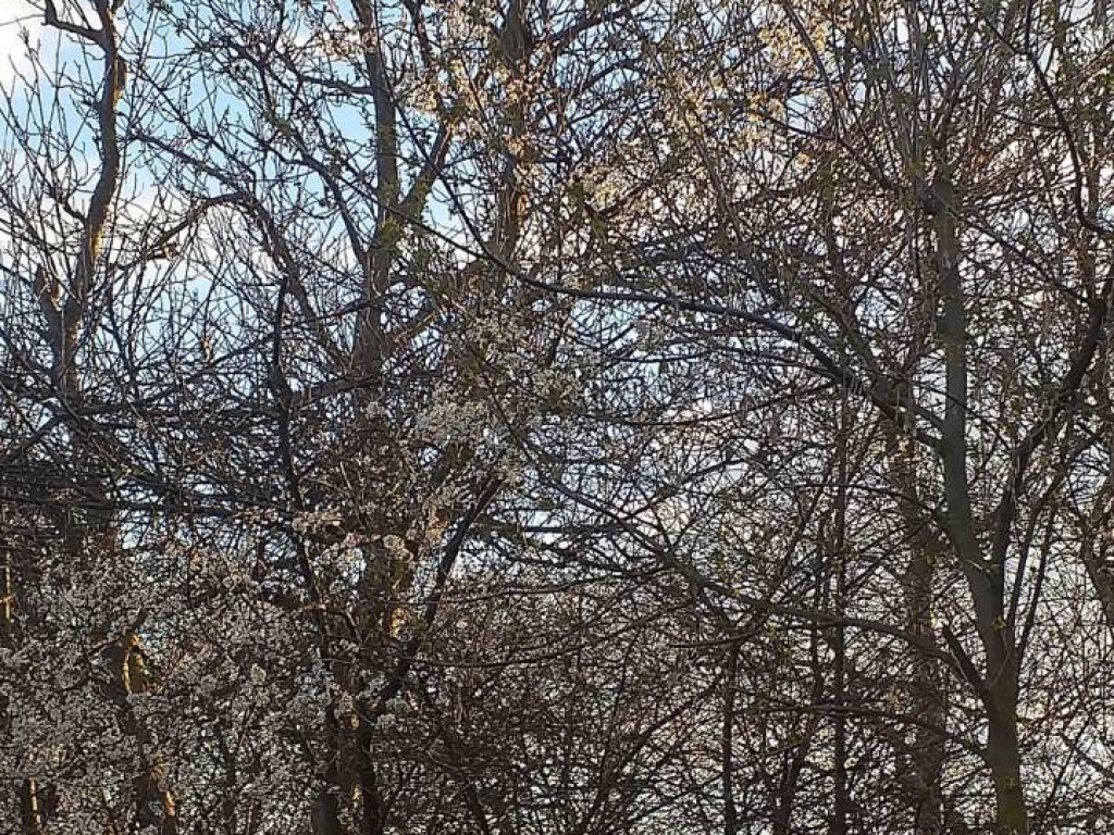 Dzień Ziemi 2020. Przyroda budzi się do życia [FILM]