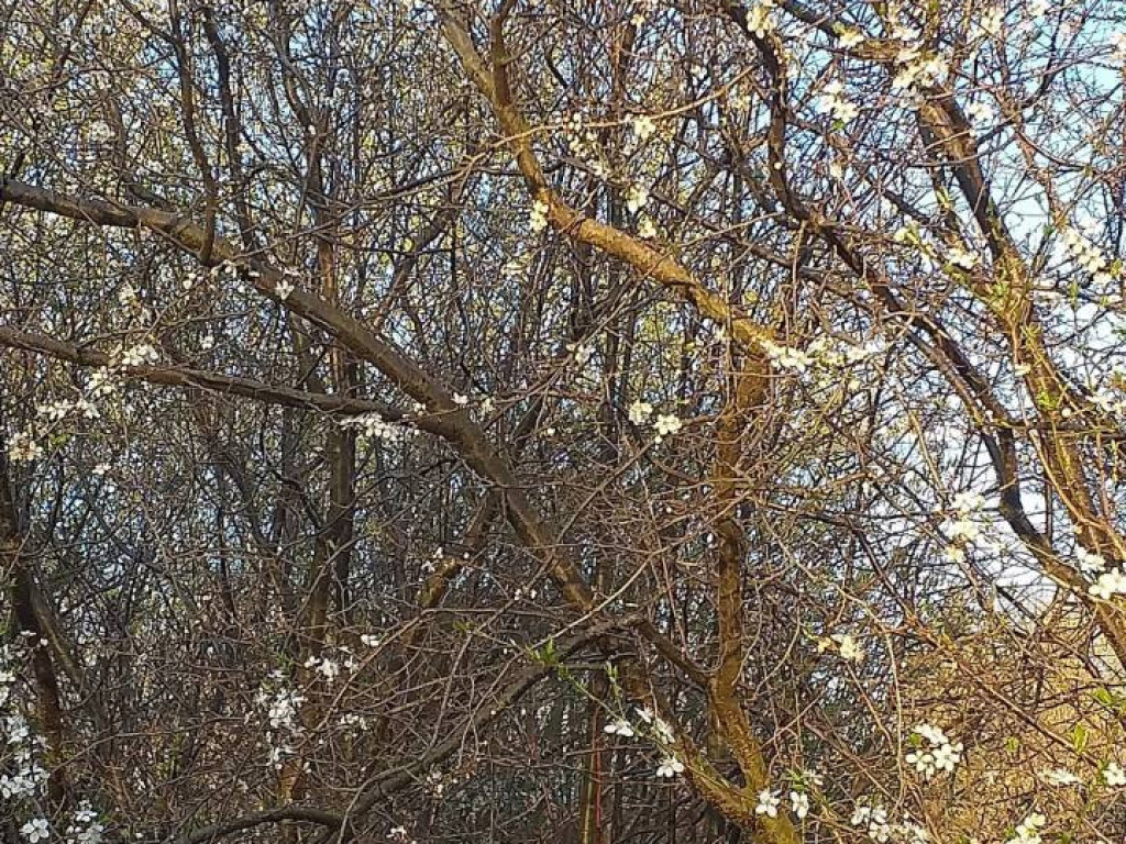 Dzień Ziemi 2020. Przyroda budzi się do życia [FILM]