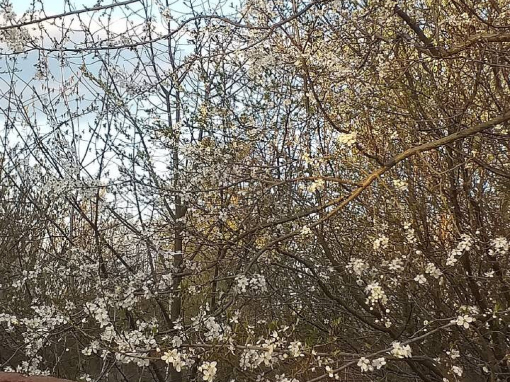 Dzień Ziemi 2020. Przyroda budzi się do życia [FILM]