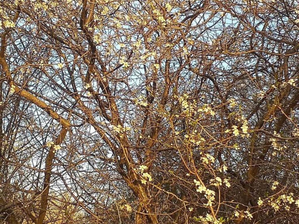 Dzień Ziemi 2020. Przyroda budzi się do życia [FILM]