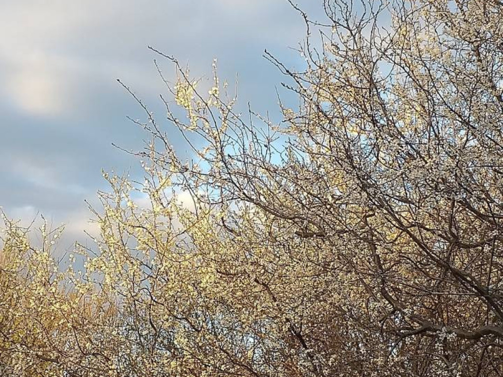 Dzień Ziemi 2020. Przyroda budzi się do życia [FILM]