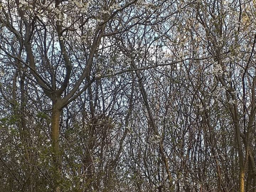 Dzień Ziemi 2020. Przyroda budzi się do życia [FILM]