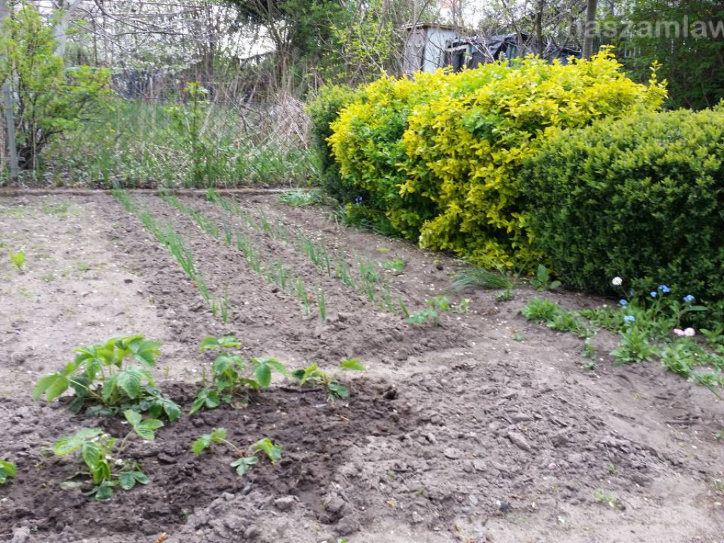 Kwitnący maj w Mławie (FOTORELACJA)