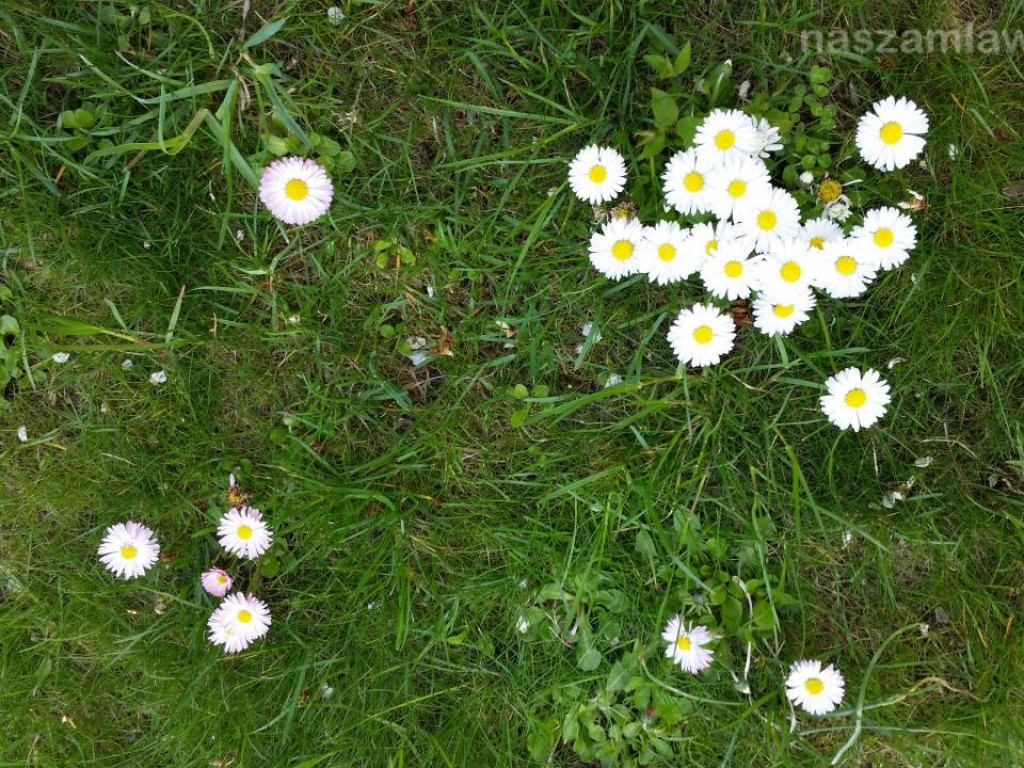 Kwitnący maj w Mławie (FOTORELACJA)