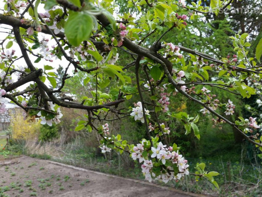 Kwitnący maj w Mławie (FOTORELACJA)