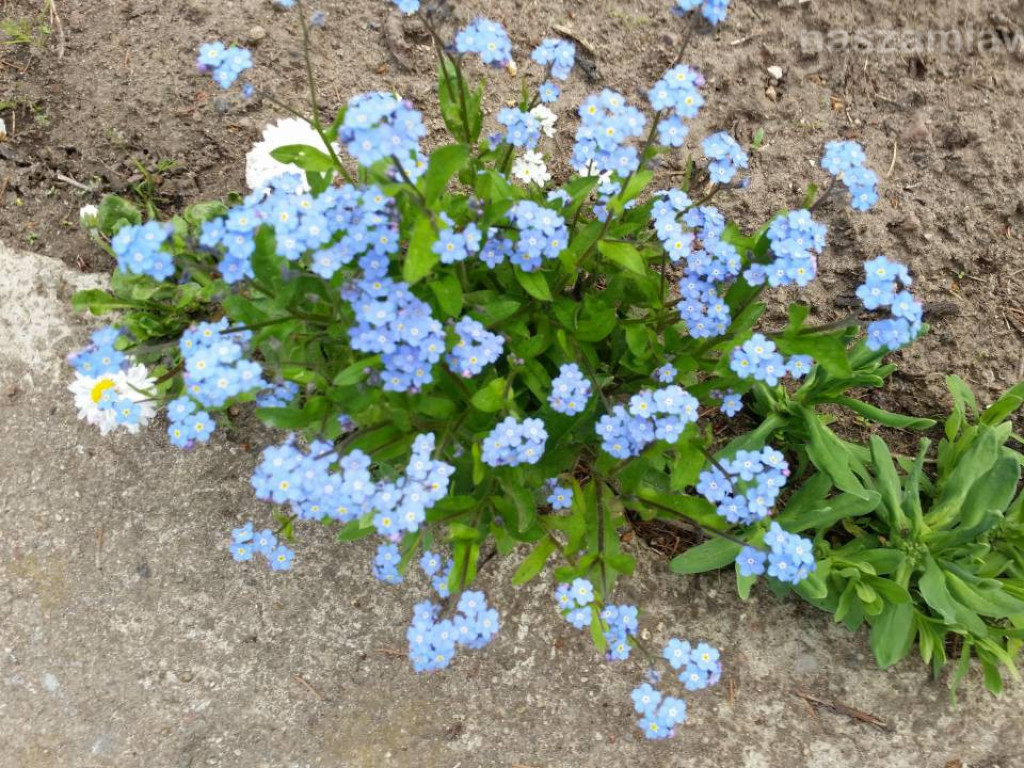 Kwitnący maj w Mławie (FOTORELACJA)