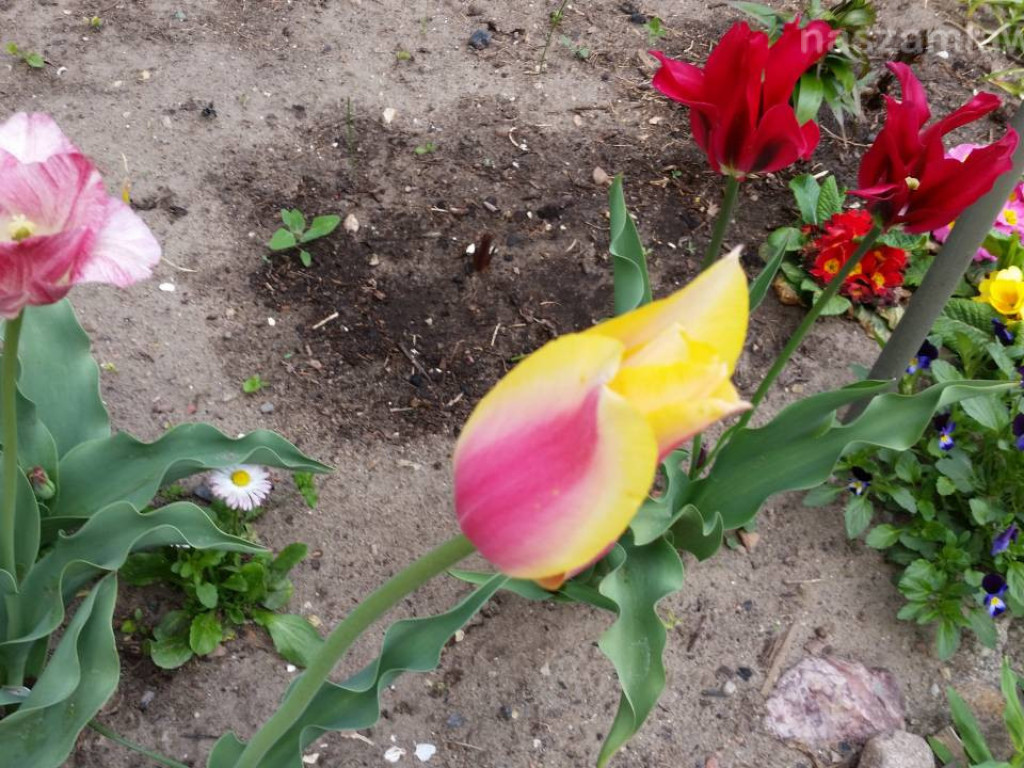 Kwitnący maj w Mławie (FOTORELACJA)