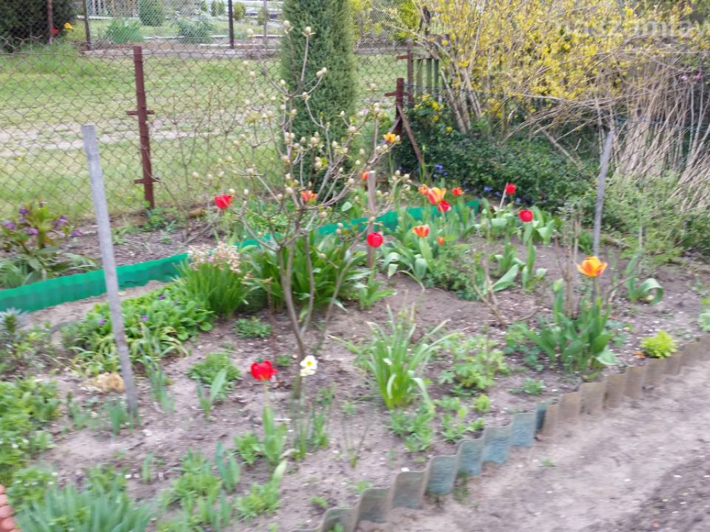 Kwitnący maj w Mławie (FOTORELACJA)