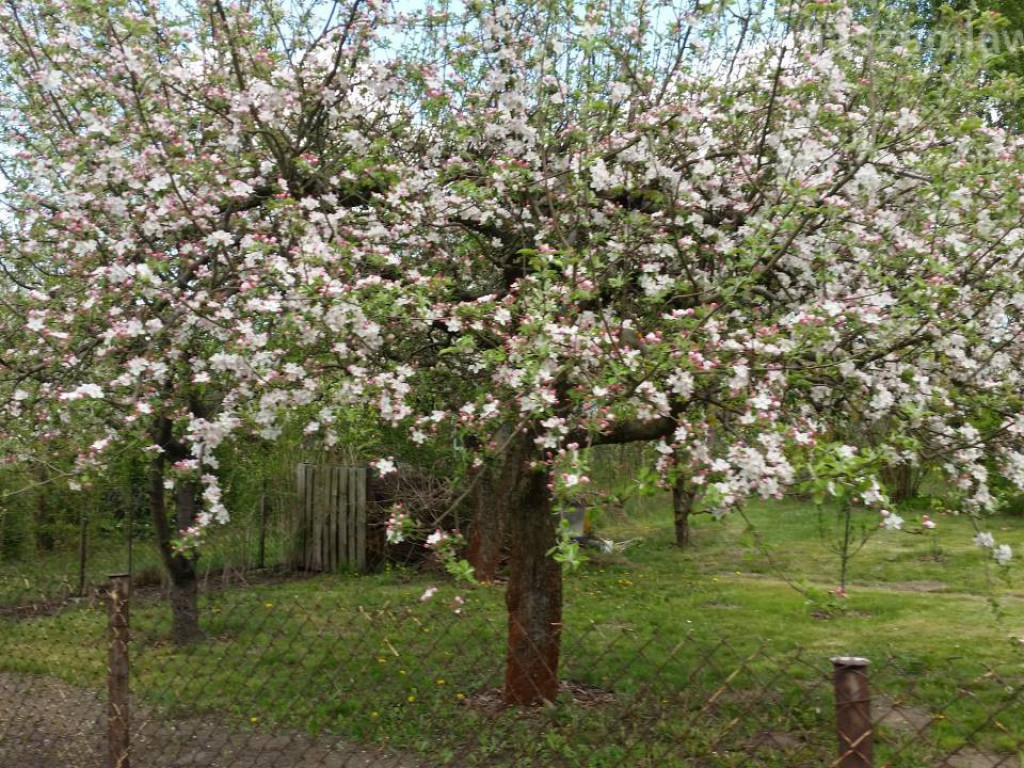 Kwitnący maj w Mławie (FOTORELACJA)