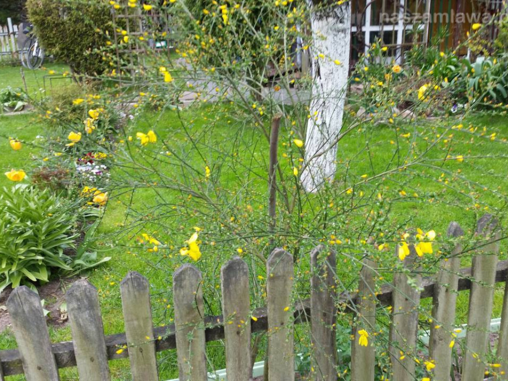 Kwitnący maj w Mławie (FOTORELACJA)