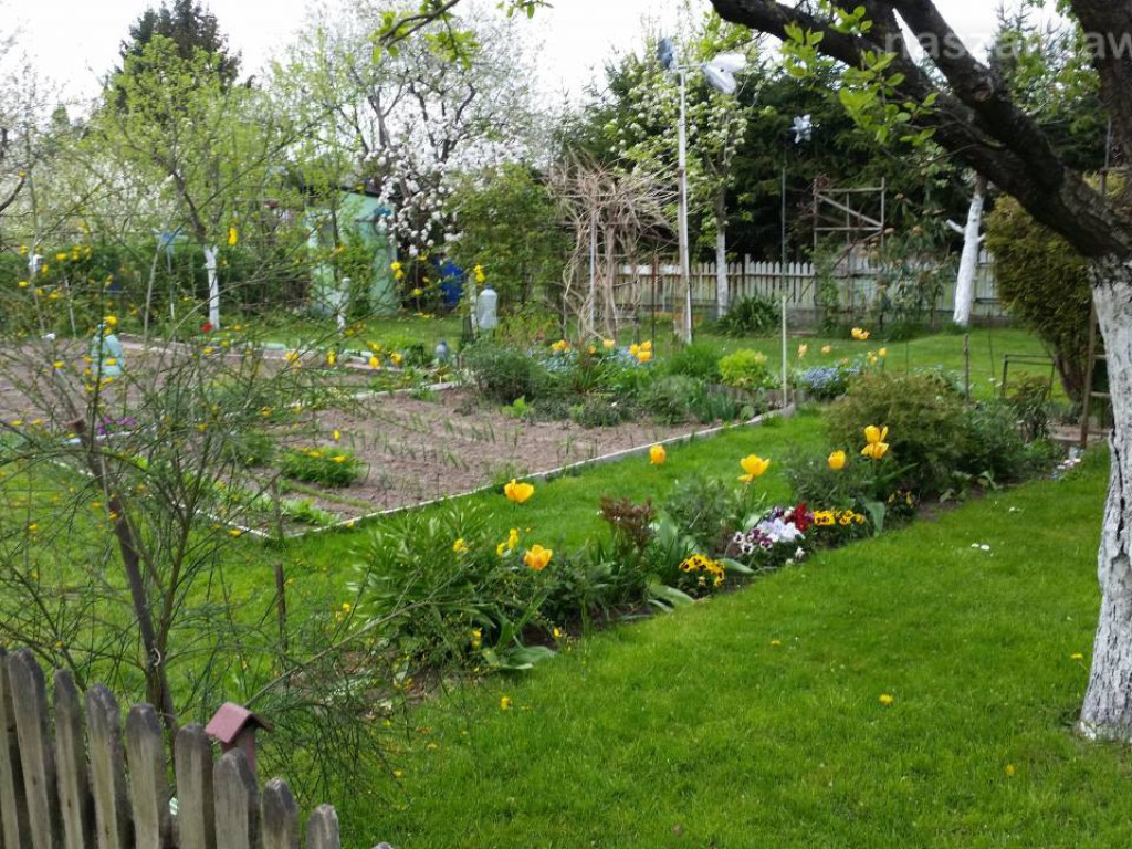 Kwitnący maj w Mławie (FOTORELACJA)