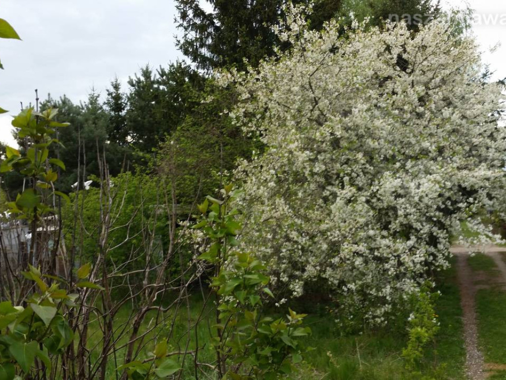 Kwitnący maj w Mławie (FOTORELACJA)