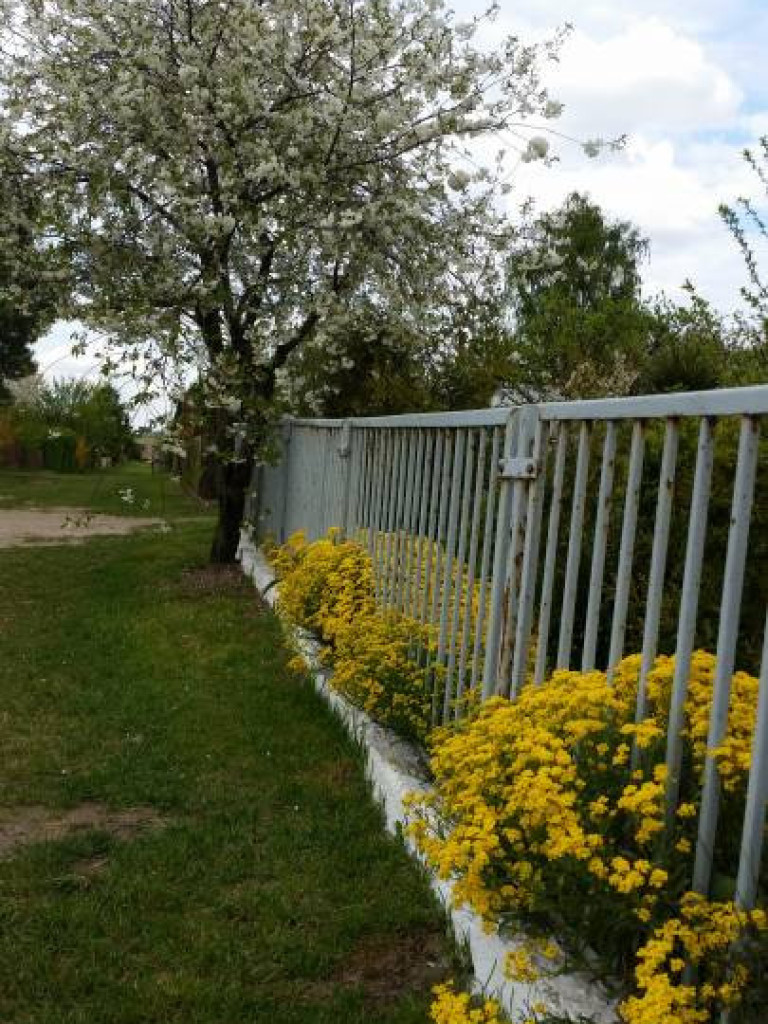 Kwitnący maj w Mławie (FOTORELACJA)