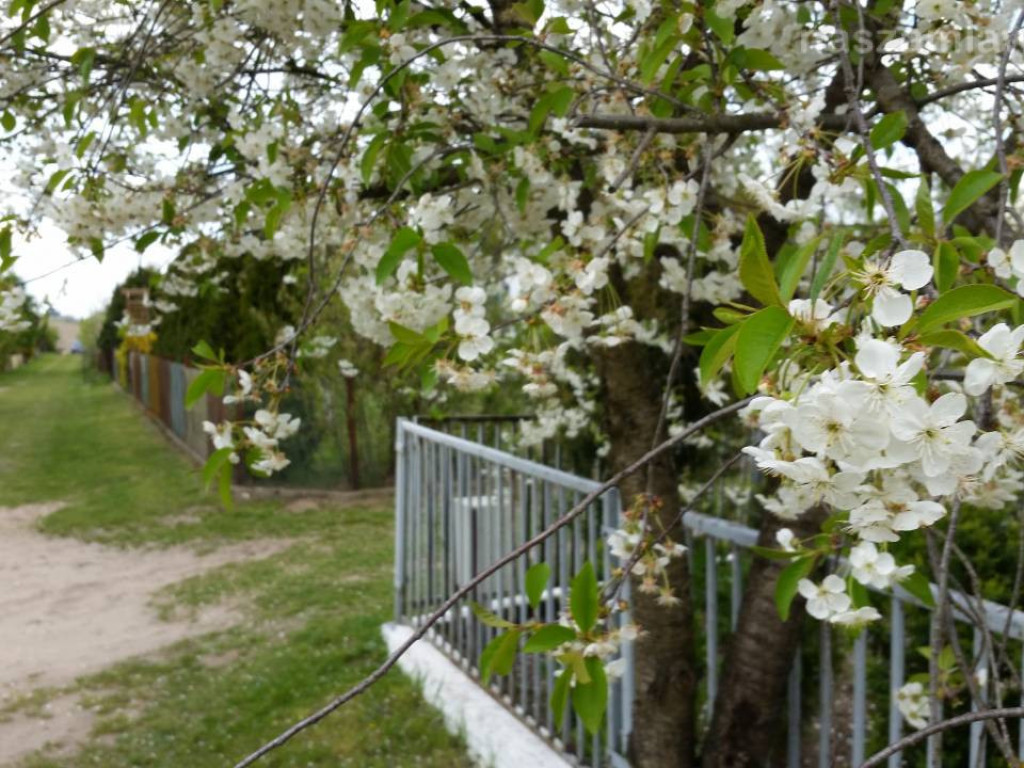 Kwitnący maj w Mławie (FOTORELACJA)