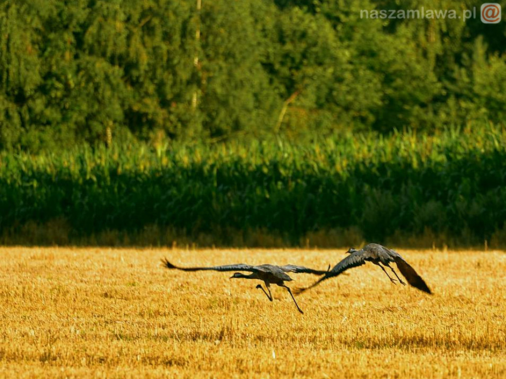 Niezwykłe krajobrazy Bogdana Jakubowskiego z Mławy