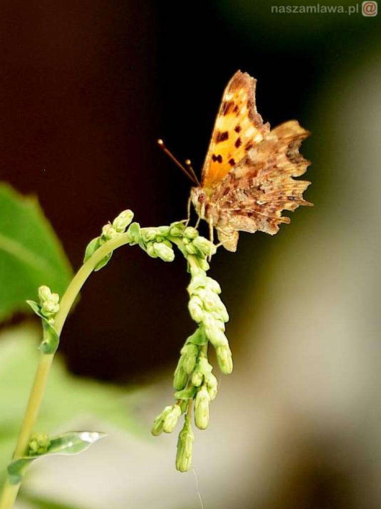 Niezwykłe krajobrazy Bogdana Jakubowskiego z Mławy